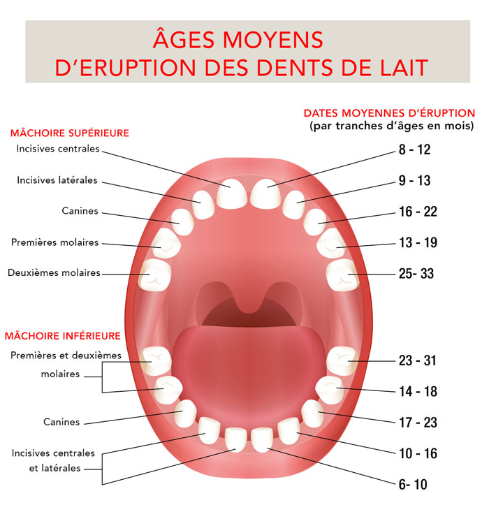 Les Percees Dentaires